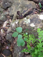 Peperomia lanceolatopeltata