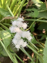 Ageratina altissima