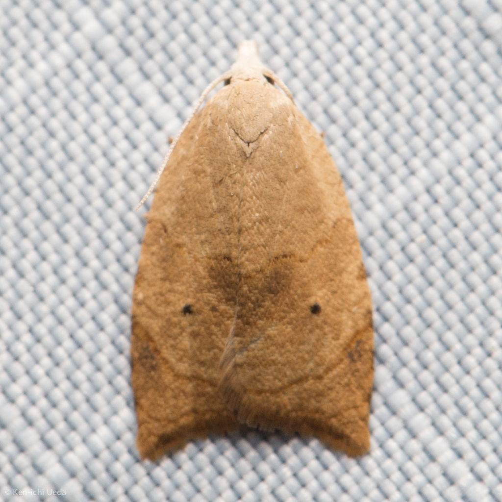 Batman Moth