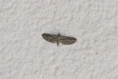 Eupithecia phoeniceata
