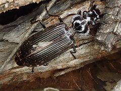 Gigadema bostocki