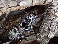 Gigadema bostocki