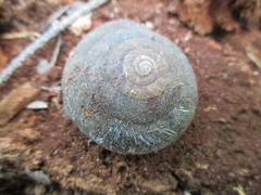 Monadenia infumata