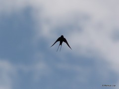 Hirundo atrocaerulea