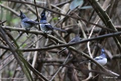 Trochocercus cyanomelas