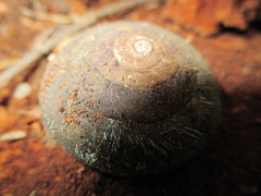 Monadenia infumata