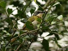 Apalis ruddi