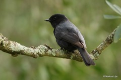 Melaenornis pammelaina ater