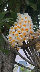 Dendrobium thyrsiflorum