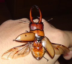 Prosopocoilus astacoides