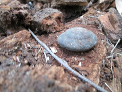 Monadenia infumata