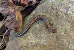 Plethodon serratus