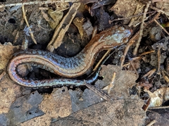 Plethodon serratus