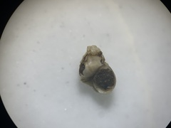 Pyrgulopsis bacchus
