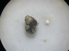Pyrgulopsis bacchus
