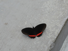 Biblis