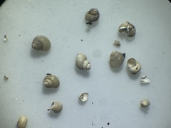 Pyrgulopsis bacchus