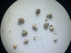 Pyrgulopsis bacchus