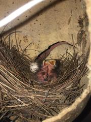 Myiodynastes maculatus