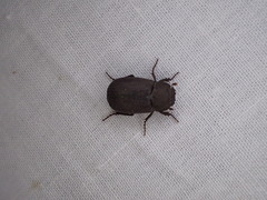 Maechidius crenaticollis