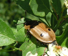 Dendroxena quadrimaculata