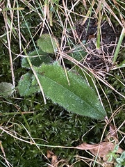 Pilosella aurantiaca
