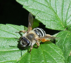 Andrena gravida