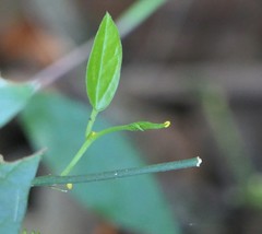 Heliconius charithonia