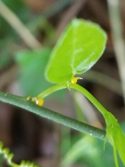Heliconius charithonia