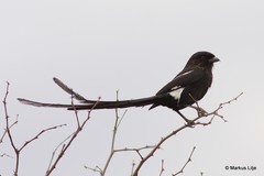 Lanius melanoleucus
