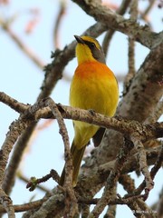 Telophorus sulfureopectus