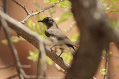 Prodotiscus regulus
