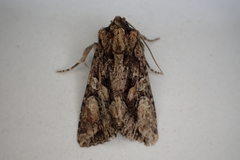 Dryobotodes tenebrosa