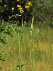 Sanguisorba canadensis