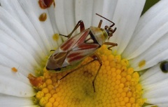Calocoris roseomaculatus