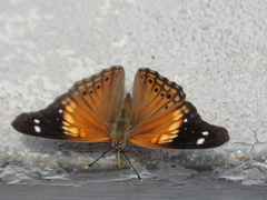 Asterocampa idyja argus