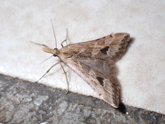 Diasemia monostigma