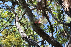 Tillandsia erubescens