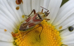 Calocoris roseomaculatus