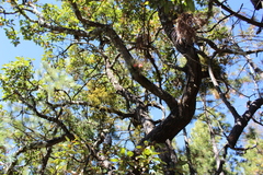 Tillandsia erubescens