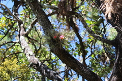 Tillandsia erubescens
