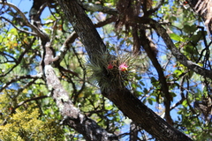 Tillandsia erubescens