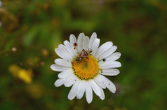 Calocoris roseomaculatus