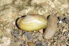Unio mancus