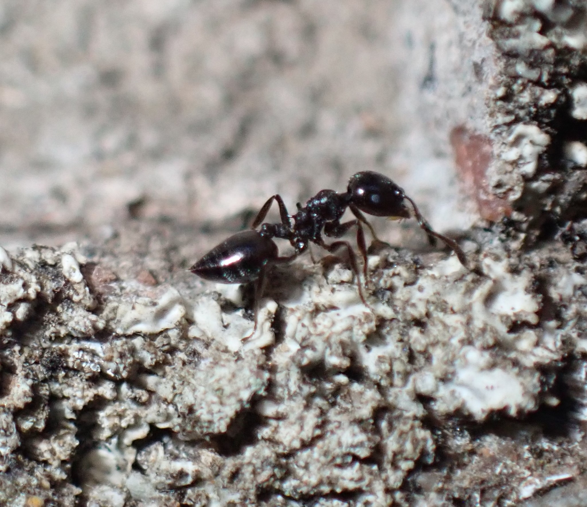 Crematogaster monticola