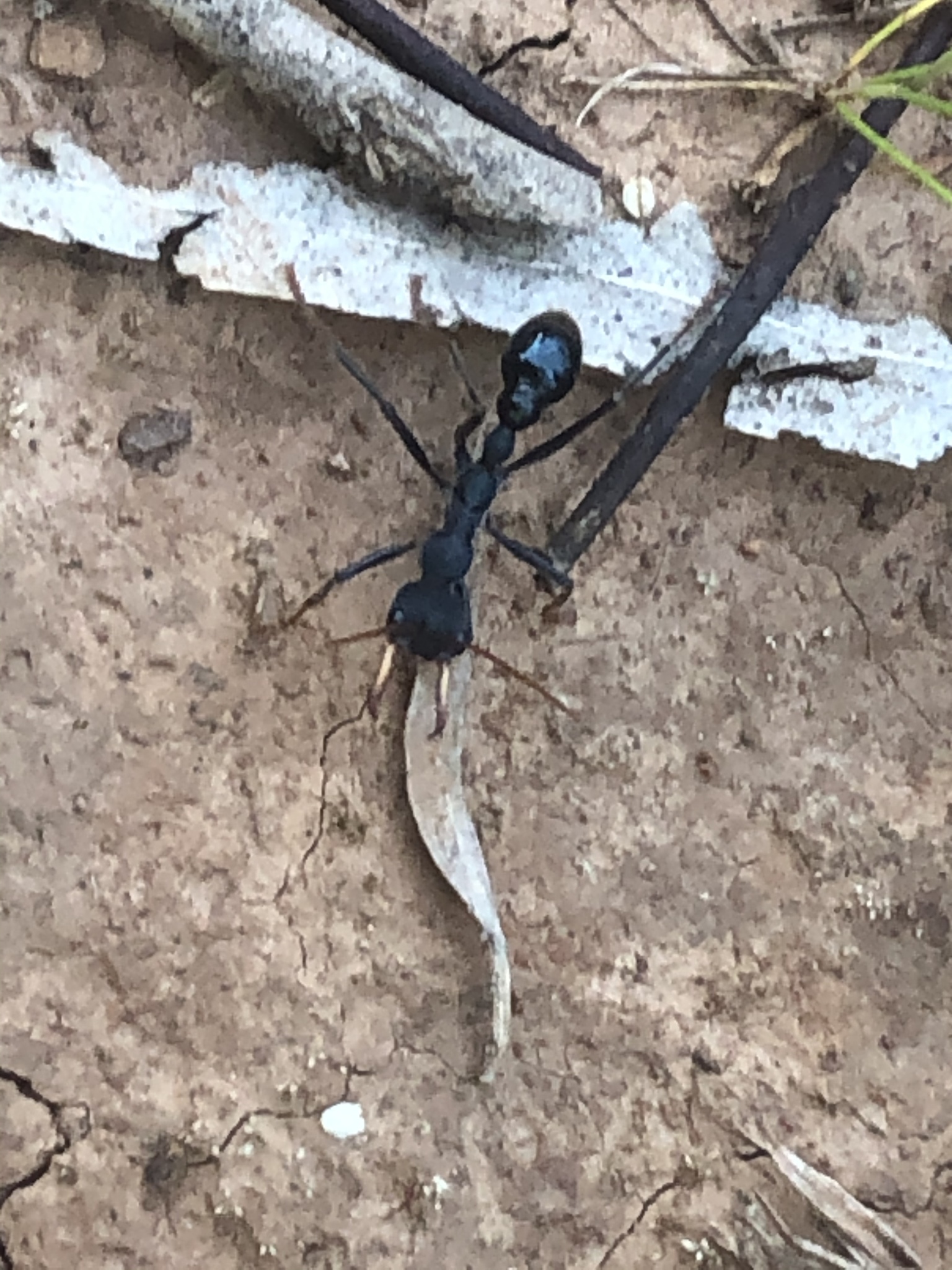 Myrmecia tarsata