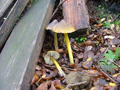 Hygrocybe