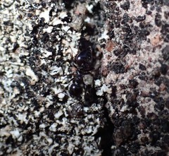 Crematogaster monticola