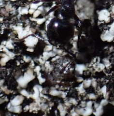 Crematogaster monticola