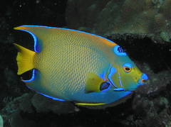Queen Angelfish photo 2